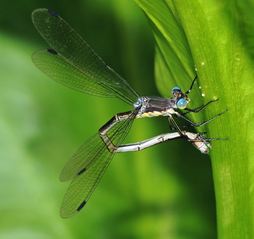 Female ovipositing
2009_06_18_MO